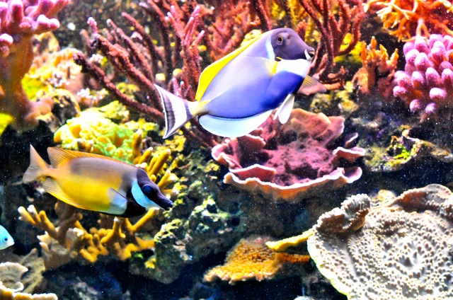 poisson3.jpg